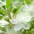 Myrtus Communis or Common Myrtle shrubs for Sale Online with Ireland and UK delivery.