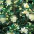 Myrtus Communis Tarentina is also known as Tarentum Myrtle or Common Myrtle, flowering shrubs for sale UK.