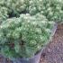 Pinus Mugo Humpy or Swiss Dwarf Mountain Pine for sale online at our London garden centre, UK