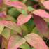 Nandina domestica Blush Pink