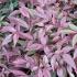 Nandina Domestica Flirt Murasaki, red foliage detail, buy online UK