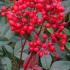 Nandina Domestica with red berries, Buy Online UK