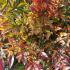 Nandina Domestica Richmond Heavenly Bamboo for sale online, UK and Ireland delivery.