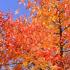 Nyssa Sylvatica, Tupelo or Black Gum Tree, handsome slow-growing mid-sized deciduous tree. Glossy green foliage turns vibrant scarlet orange & yellow in autumn