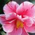 Pink Flowering Camellia, Oki No Nami for sale UK