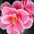 Camellia Japonica Oki No Nami flowering evergreen shrub for delivery UK