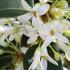 Osmanthus x burkwoodii, evergreen and white flowering, buy online UK delivery.