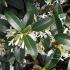 Evergreen Osmanthus x burkwoodii, masses of white fragrant flowers in Spring