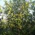 Evergreen Osmanthus Fragrans for hedging, buy UK