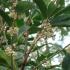 Osmanthus Fragrans Flowers, evergreen hedging and screening shrub - for sale online 