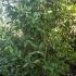 Osmanthus Fragrans evergreen hedging shrubs for sale online UK