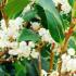 Osmanthus heterophyllus, hardy shrub specialists, Paramount Plants and Gardens UK