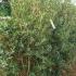 Osmanthus Heterophyllus Buy Online UK