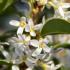 Osmanthus x burkwoodii evergreen shrub with white fragrant flowers