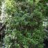 Mature sized shrubs of Osmanthus X Fortunei Carr or False Holly to buy Online London UK