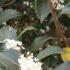 Osmanthus X Fortunei Carr flowering shrubs for sale, London UK