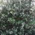 Flowering evergreen shrubs for sale, London garden centre, UK - these are Osmanthus X Fortunei Carr, evergreen hedging plants