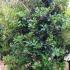 Osmanthus Heterophyllus, Shrubs, UK - nationwide delivery UK