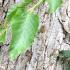 Bark detail of Ostrya Carpinifolia is also known as the European Hop Hornbeam growing in an arboretum