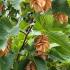 Ostrya Carpinifolia is also known as the European Hop Hornbeam, showing close up of the hop shaped catkins in August