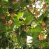 Canopy, branches and foliage details of Ostrya Carpinifolia is also known as the European Hop Hornbeam 