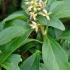 Pachysandra Terminalis Variegata or Variegated Japanese Spurge