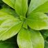 Pachysandra Terminalis Green Sheen or Japanese Spurge Green Sheen plants buy online with UK delivery