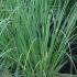 Pampas Grass for sale UK