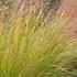 Panicum Prairie Sky Switch Grass for Sale Online UK Wide