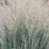 Panicum Virgatum Heavy Metal Switch Grass, ornamental grasses for sale online UK delivery