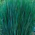 Panicum Virgatum Northwind Switch Grass Decorative Grass