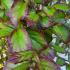 Parrotia Persica Persian Spire is a narrow, upright cultivar of Persian Ironwood, featuring striking exfoliating bark and vibrant fall foliage in shades of red, orange, and yellow.