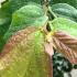 Parrotia Persica, or Persian Ironwood, is a deciduous tree known for its striking exfoliating bark and vibrant autumn foliage, featuring shades of red, orange, and yellow.