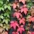 Autumn leaf colour of Parthenocissus Quinquefolia Engelmannii Virginia Creeper, growing in a walled garden