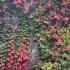 Virginia Creeper covering a boundary wall, showing Autumn coloured leaves