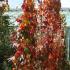 Buy Boston Ivy online from climbing plants specialist in London, UK delivery