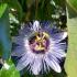 Passiflora caerulea vine with striking blue and white flowers