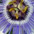 Passiflora Caerulea. Blue Passion Flower Vigorous Climber with beautiful flowers and orange fruit in late summer