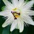 Passiflora Constance Elliot, white flowering Passion flower plants to buy online UK