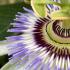 Passiflora Silly Cow close-up showing intricate purple and white flower