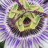 Close up of Passion Flower in bloom, followed by fruits in Autumn, buy online UK