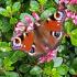 Escallonia Red Dream Compact Hedging being pollinated by a Peacock butterfly