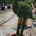 Pelican topiary, beautiful elegant bird shaped from Ligustrum Jonandrum and part of our animal topiary collection, for sale online UK delivery.