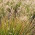 Pennisetum Alopecuroides Hameln Fountain Grass Hameln Dwarf for sale online UK and Ireland delivery.