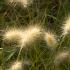 Pennisetum Little Bunny dwarf fountain grass, ideal for smaller gardens, plants to buy online UK