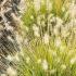 Pennisetum Little Bunny