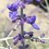 As many of the early summer plants are reaching the end of their flowering season, Perovskia Blue Spire begins to flower. 