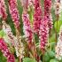 Persicaria Affinis Darjeeling Red Knotweed