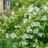 Philadelphus Belle Etoile, known as Mock Orange Belle Etoile buy online with UK and Ireland delivery.