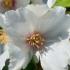 Philadelphus Belle Etoile Mock Orange deciduous shrub with white fragrant flowers